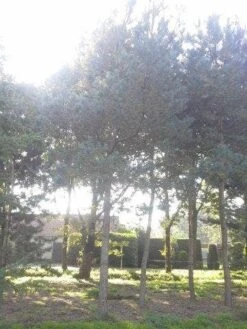 Grove Den (Pinus Sylvestris) -PlantenPracht Winkel pinus sylvestris 60 70 2 2