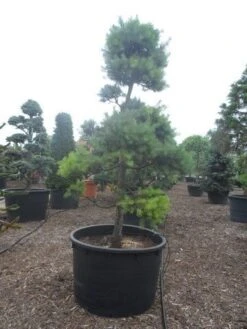 Grove Den Als Bonsai (Pinus Sylvestris) -PlantenPracht Winkel pinus sylvestris bonsai c1000