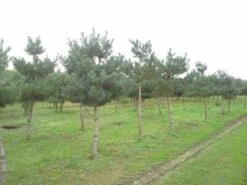 Grove Den (Pinus Sylvestris) -PlantenPracht Winkel pinus sylvestris opstam
