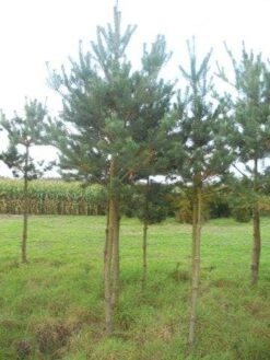 Grove Den (Pinus Sylvestris) -PlantenPracht Winkel pinus sylvestris opstam 20 25 1 2