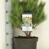 Grove Den (Pinus Sylvestris 'Watereri') -PlantenPracht Winkel pinus sylvestris watereri c5 m