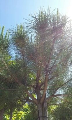 Parasolden (Pinus Pinea) -PlantenPracht Winkel pinuspinea01