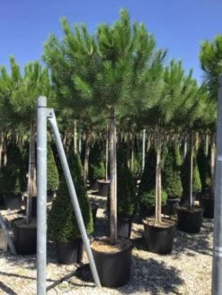 Parasolden (Pinus Pinea) -PlantenPracht Winkel pinuspinea18 20cm01