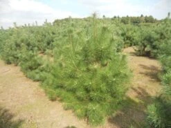 Grove Den, Solitair (Pinus Sylvestris) 21 Grove Den, Solitair (Pinus Sylvestris) -PlantenPracht Winkel pinussylv 125 150 13 9 2014