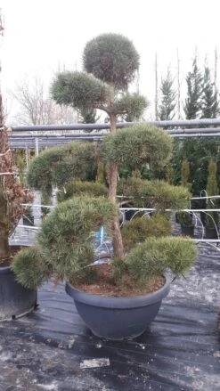 Grove Den Als Bonsai (Pinus Sylvestris) -PlantenPracht Winkel pinussylvestrisbonsai01