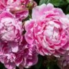 Pioenroos (Paeonia Dr. 'Alexander Fleming') -PlantenPracht Winkel pioenroos 3
