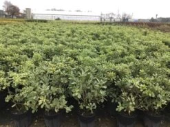 Australische Laurier (Pittosporum Tobira 'Variegatum') -PlantenPracht Winkel pit