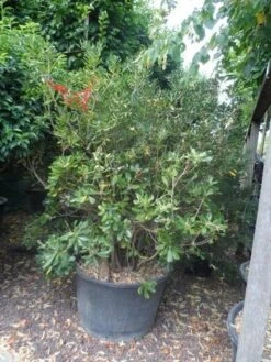 Australische Laurier (Pittosporum Tobira) -PlantenPracht Winkel pittosporum tobira 150 175 c130