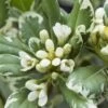 Australische Laurier (Pittosporum Tobira 'Variegatum') -PlantenPracht Winkel pittosporum tobira variegatum