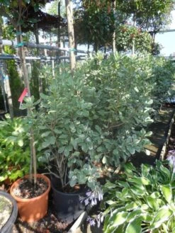 Australische Laurier (Pittosporum Tobira 'Variegatum') -PlantenPracht Winkel pittosporum tobira variegatum 100 125 c35 50