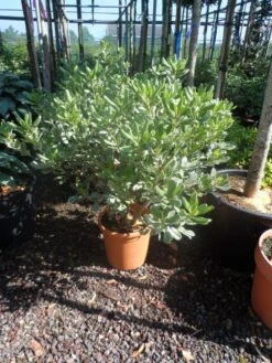 Australische Laurier (Pittosporum Tobira 'Variegatum') -PlantenPracht Winkel pittosporum tobira variegatum c10