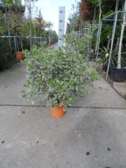 Australische Laurier (Pittosporum Tobira 'Variegatum') -PlantenPracht Winkel pittosporum tobira variegatum c10
