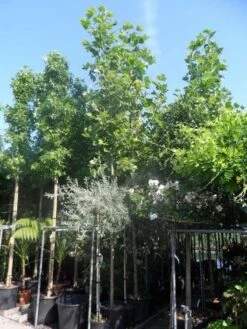 Plataan (Platanus Hispanica) -PlantenPracht Winkel platanus acerifolia 14 16 18ho cont