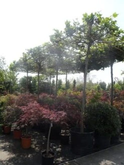 Dakplataan (Platanus Hispanica ) -PlantenPracht Winkel platanus acerifolia 20 25ho cont. dakvorm extra