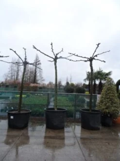 Dakplataan (Platanus Hispanica ) -PlantenPracht Winkel platanus acerifolia 25 30 35 dakvorm 1