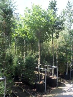 Bolplataan (Platanus 'Alphen's Globe') -PlantenPracht Winkel platanus acerifolia alphen s globe 12 14ho cont. 1