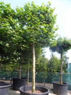 Leiplataan (Platanus Hispanica) -PlantenPracht Winkel platanus acerifolia leivorm 40 50ho c1000