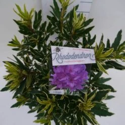 Bosrhododendron (Rhododendron Ponticum 'Variegatum') 20 Bosrhododendron (Rhododendron Ponticum 'Variegatum') -PlantenPracht Winkel pont variegatum c5 boven