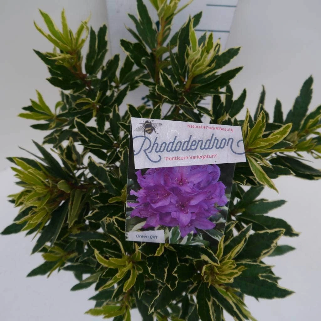 Bosrhododendron (Rhododendron Ponticum 'Variegatum') 6 Bosrhododendron (Rhododendron Ponticum 'Variegatum') - Afbeelding 4