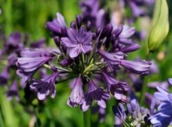 Afrikaanse Lelie (Agapanthus 'Poppin Purple') -PlantenPracht Winkel poppinpurple04