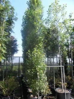 Italiaanse Populier (Populus Nigra 'Italica') -PlantenPracht Winkel populus nigra italica 400 500 600 16 18 20 25