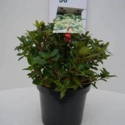Dwergrhododendron (Rhododendron 'Princess- Anne') -PlantenPracht Winkel princess ann c4 voor 1