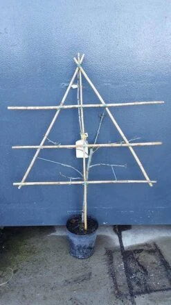 Lei-Pruim (Prunus Domestica 'Ontario') 5 Lei-Pruim (Prunus Domestica 'Ontario') -PlantenPracht Winkel pruim lei 1 10 2