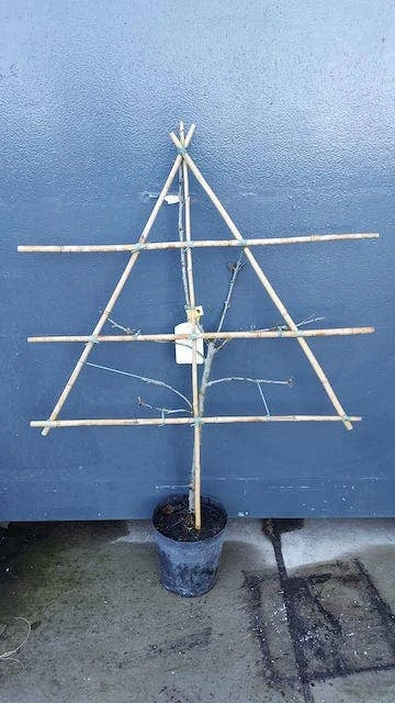 Lei-Pruim (Prunus Domestica 'Jubileum') 4 Lei-Pruim (Prunus Domestica 'Jubileum') - Afbeelding 2