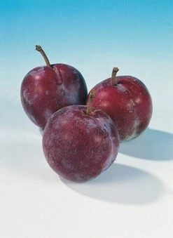 Pruimenboom (Prunus Domestica 'Opal') -PlantenPracht Winkel pruim opal 1