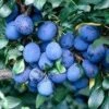 Pruimenboom (Prunus Domestica 'Damson') 2 Pruimenboom (Prunus Domestica 'Damson') -PlantenPracht Winkel prunud damson 1