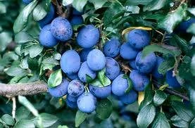 Pruimenboom (Prunus Domestica 'Damson') 3 Pruimenboom (Prunus Domestica 'Damson')