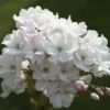 Japanse Sierkers Als Struik (Prunus Serrulata 'Amanogawa') -PlantenPracht Winkel prunus amanogawa zuilsierkersv01 1