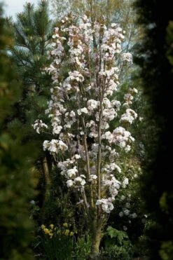 Japanse Sierkers Als Zuilboom (Prunus Serrulata 'Amanogawa') -PlantenPracht Winkel prunus amanogawav03 4