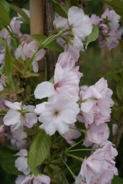 Japanse Sierkers Als Zuilboom (Prunus Serrulata 'Amanogawa') -PlantenPracht Winkel prunus amanogawa 4