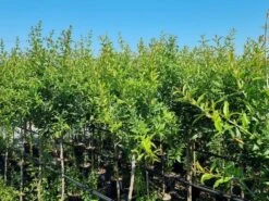 Abrikoos Als Halfstam (Prunus Armeniaca 'Antonio Errani') 8 Abrikoos Als Halfstam (Prunus Armeniaca 'Antonio Errani') -PlantenPracht Winkel prunus armeniaca antonio errani 3 1