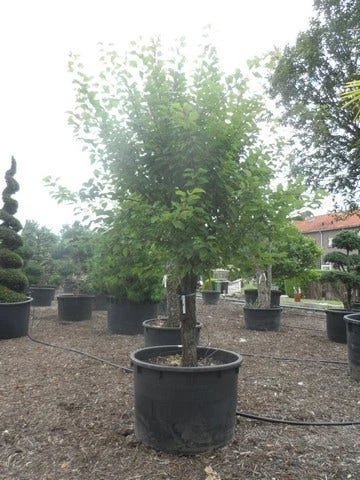 Abrikozenboom (Prunus Armeniaca) 6 Abrikozenboom (Prunus Armeniaca) - Afbeelding 4