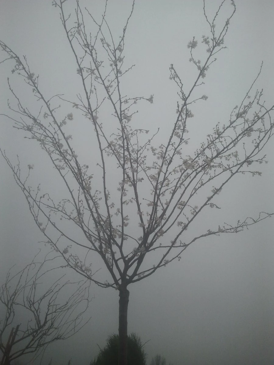 Japanse Sierkers (Prunus Subhirtella 'Autumnalis') 5 Japanse Sierkers (Prunus Subhirtella 'Autumnalis') - Afbeelding 3