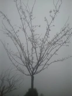 Japanse Sierkers (Prunus Subhirtella 'Autumnalis') -PlantenPracht Winkel prunus autumnalis