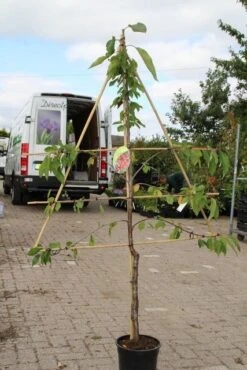 Kersenboom (Prunus Avium 'Stella') -PlantenPracht Winkel prunus avium stella 2
