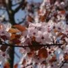 Rode Kerspruim Als Boom (Prunus Cistena) -PlantenPracht Winkel prunus cestina