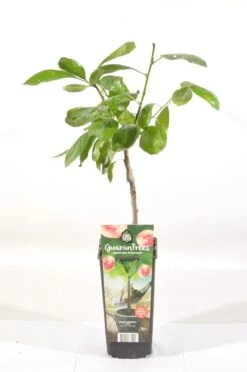 Pruimenboom (Prunus Domestica 'Opal') -PlantenPracht Winkel prunus dom. opal rp2l pruim vroeg zoet paars 2