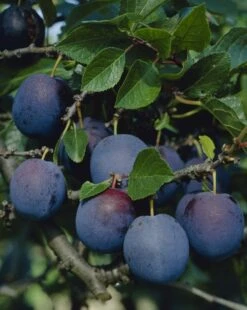 Pruimenboom (Prunus Domestica 'Bleu De Belgique')