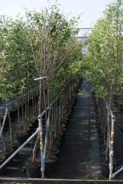 Pruimenboom (Prunus Domestica 'Damson') 5 Pruimenboom (Prunus Domestica 'Damson') -PlantenPracht Winkel prunus domestica stam