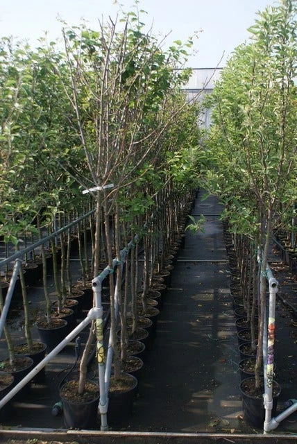 Pruimenboom (Prunus Domestica 'Damson') 4 Pruimenboom (Prunus Domestica 'Damson') - Afbeelding 2