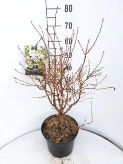 Sierkers (Prunus Incisa 'Kojou-no-mai') -PlantenPracht Winkel prunus kojou no mai 60 70 cm c10 v01