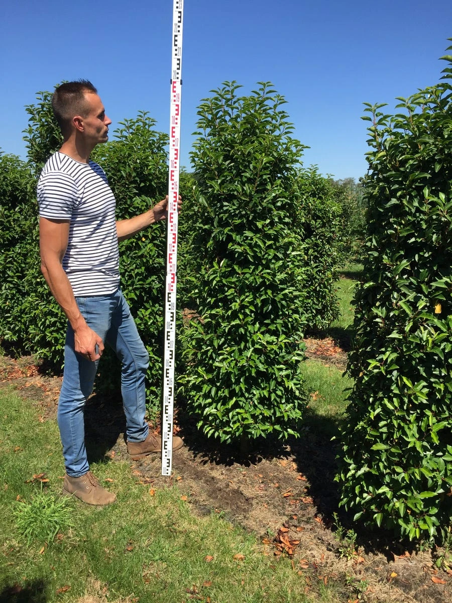 Grote Portugese Laurier (Prunus Lusitanica 'Angustifolia') 5 Grote Portugese Laurier (Prunus Lusitanica 'Angustifolia') - Afbeelding 3