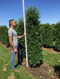 Grote Portugese Laurier (Prunus Lusitanica 'Angustifolia') -PlantenPracht Winkel prunus l ang 200250 3