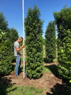 Grote Portugese Laurier (Prunus Lusitanica 'Angustifolia') -PlantenPracht Winkel prunus l ang 300350 2