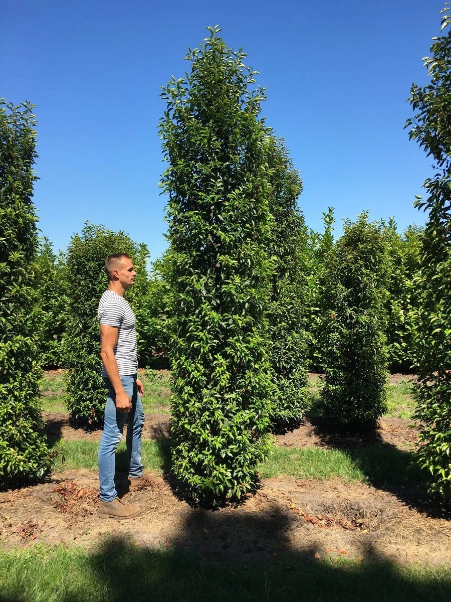 Grote Portugese Laurier (Prunus Lusitanica 'Angustifolia') 9 Grote Portugese Laurier (Prunus Lusitanica 'Angustifolia') - Afbeelding 7