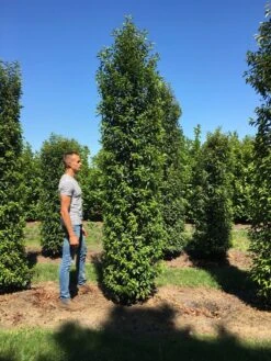 Grote Portugese Laurier (Prunus Lusitanica 'Angustifolia') 17 Grote Portugese Laurier (Prunus Lusitanica 'Angustifolia') -PlantenPracht Winkel prunus l ang 350400